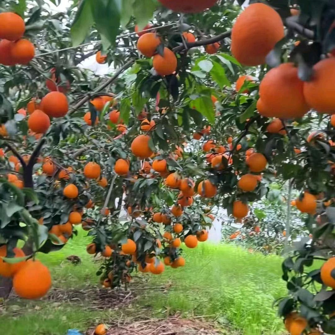 90后回乡助农乡村水果