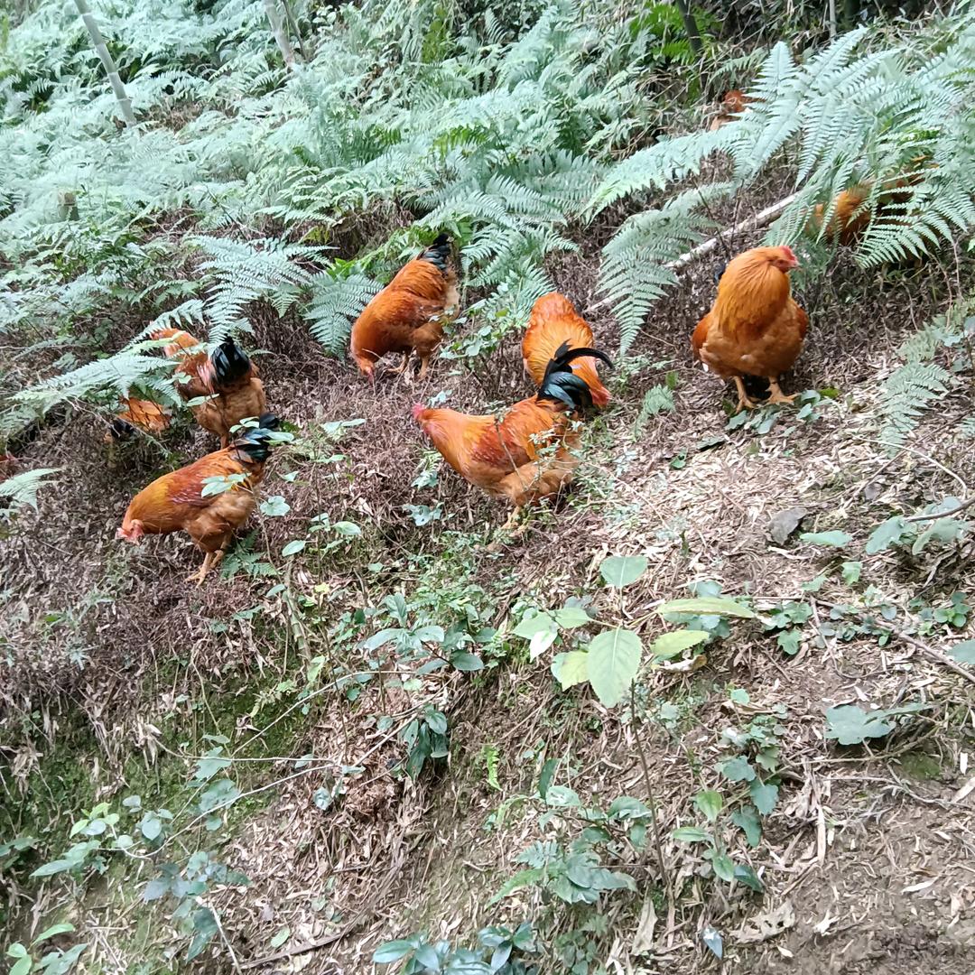 洪云飞鸿养殖场