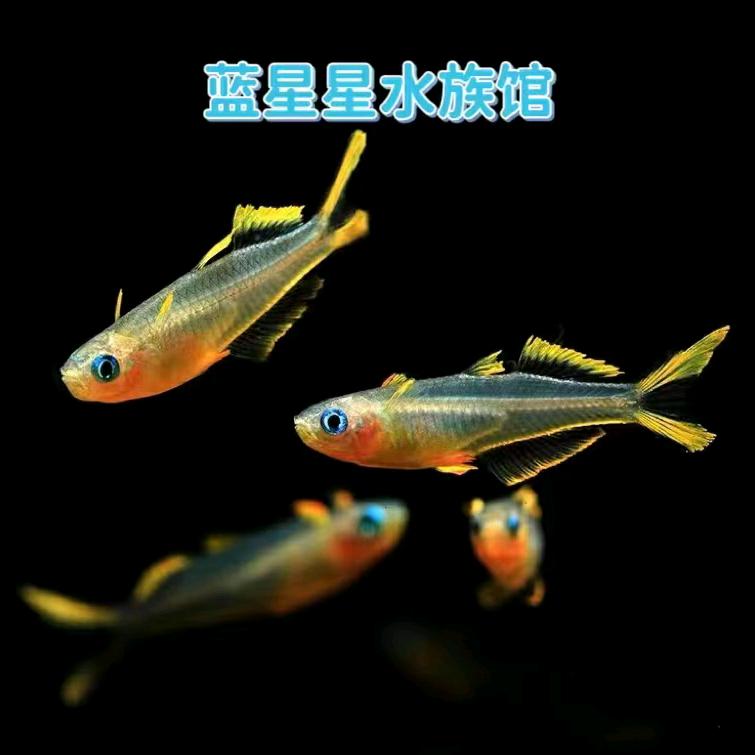 蓝星星水族馆