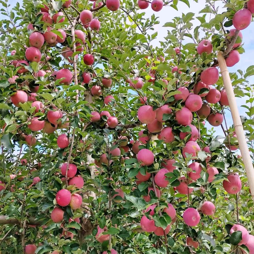 鲁甸__果元素。