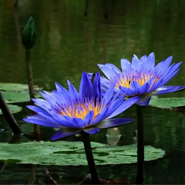 蓝莲花   77🐍