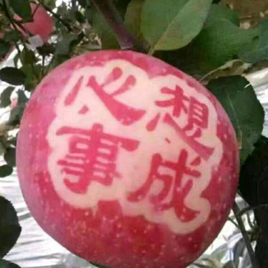 辛庄婚姻介绍徐三姐👫🍎