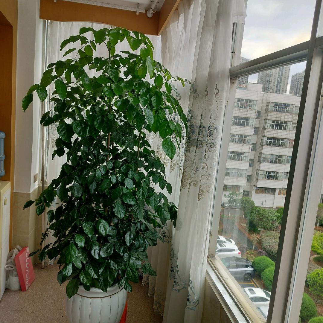 用户610621715740