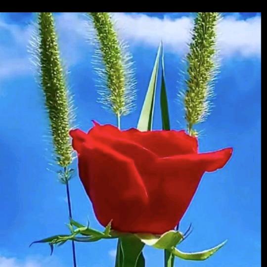 💅🏻🌷苦咖啡🎁💅🏻