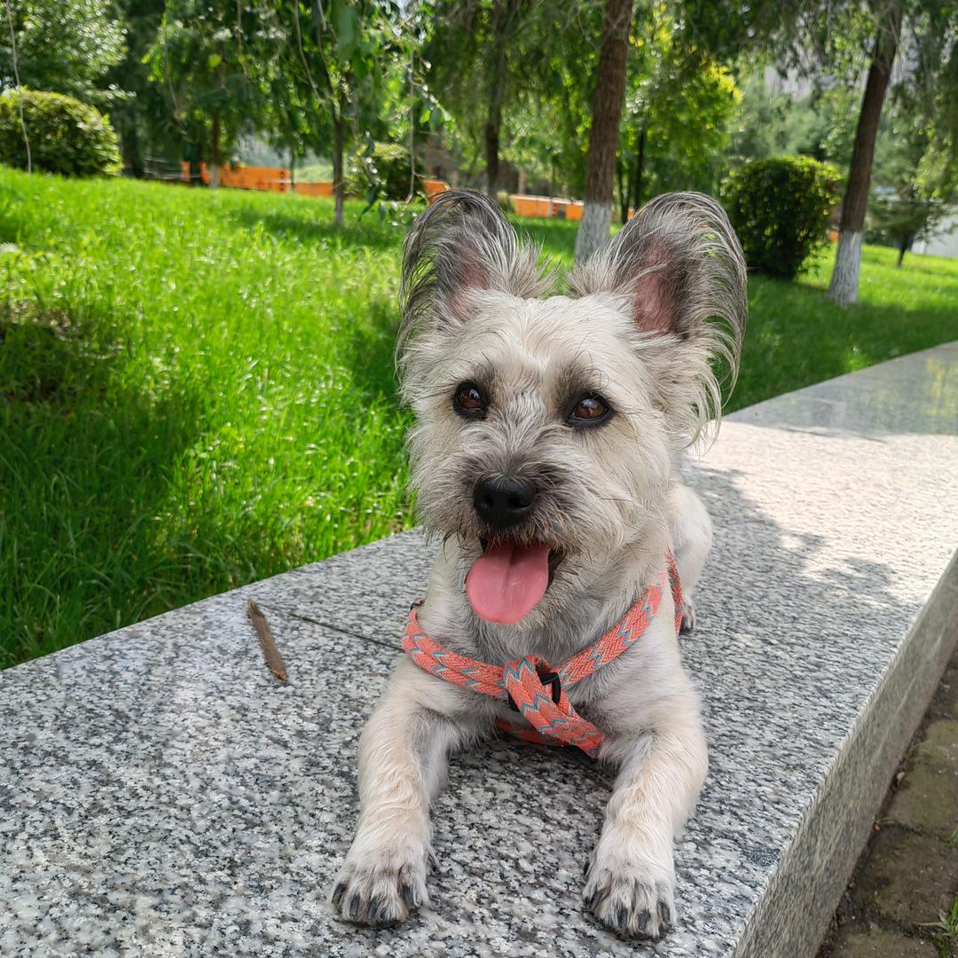 小鱼爱闯荡