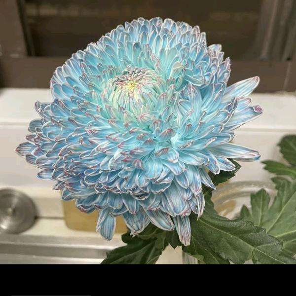 自己的幸福（橱窗好物）