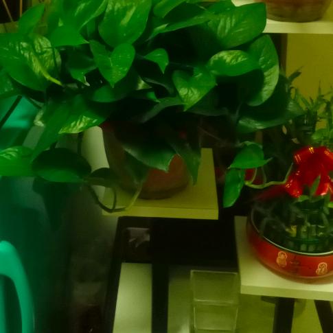 🌹微笑的诗意🌹