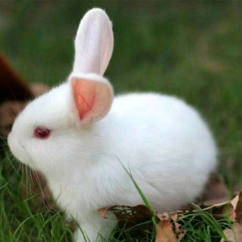 ᭄࿆风生水起 ᭄࿆