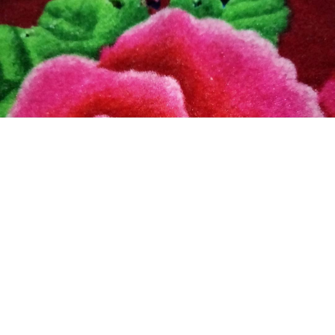 秀芹