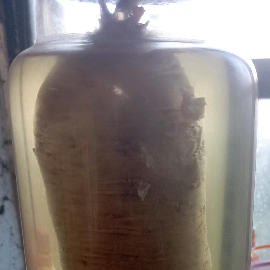 贵州农村种植党参小范