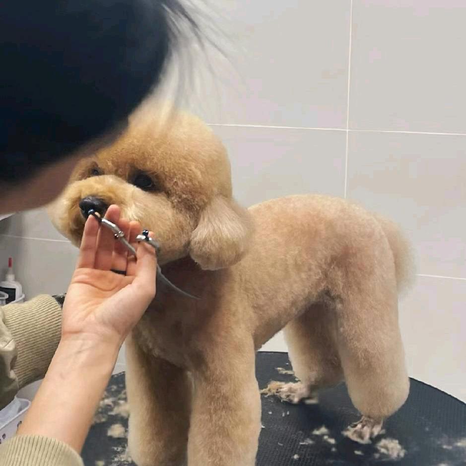 洗毛孩子的珊珊