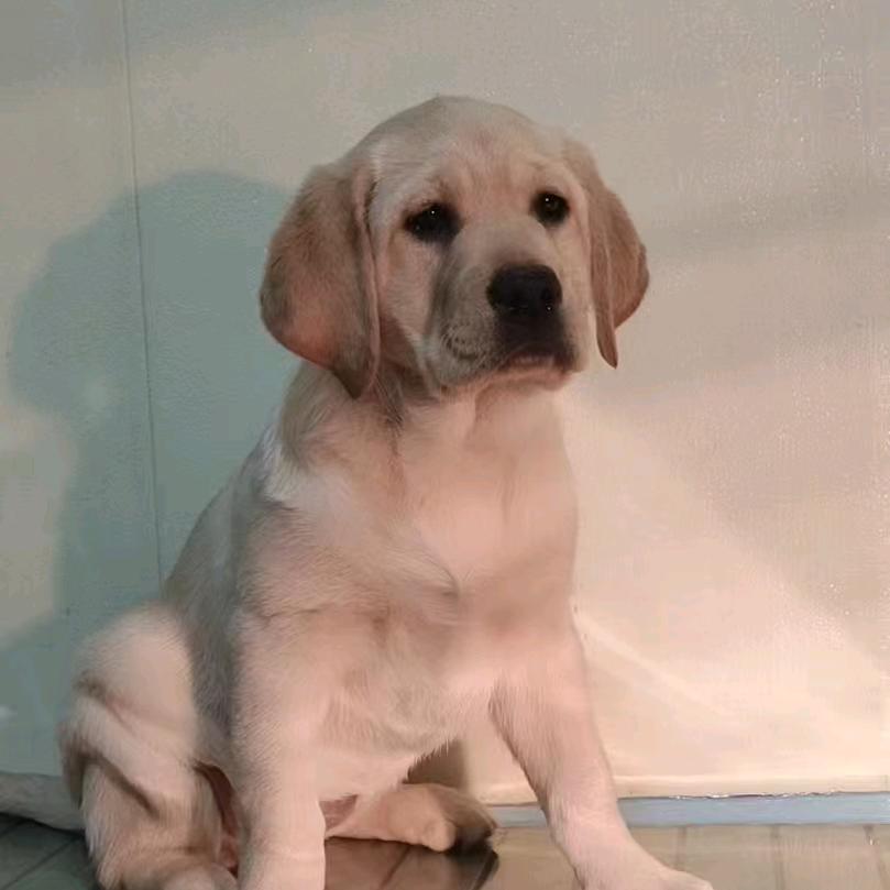 拉布拉多向日葵和茉莉(猫狗双全省钱版)