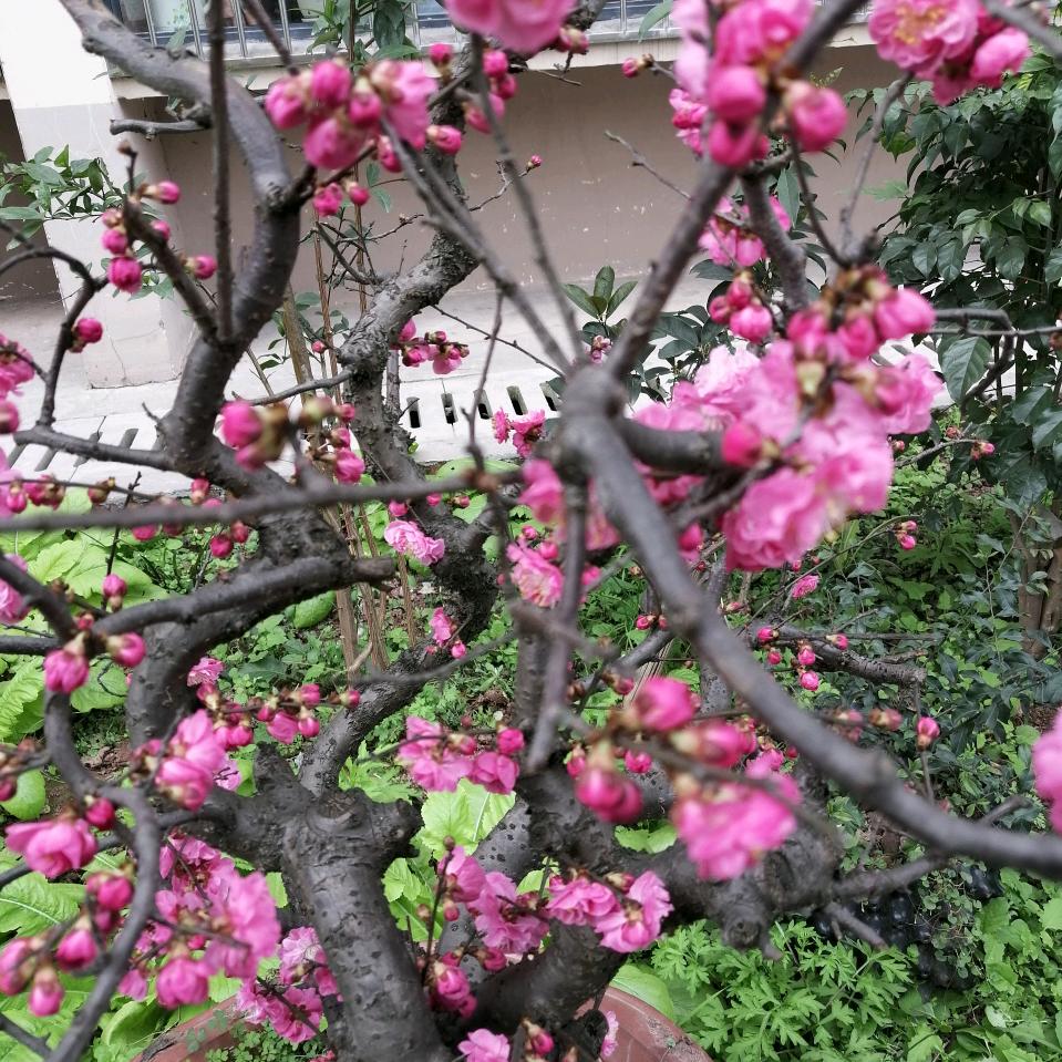 华哥红白喜事一条龙服务