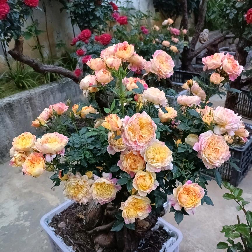 花落成诗(施新明)