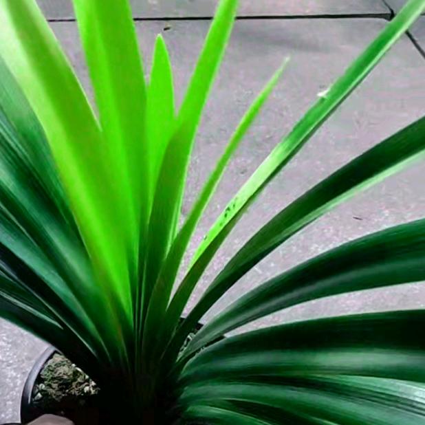 清晨六点半手写