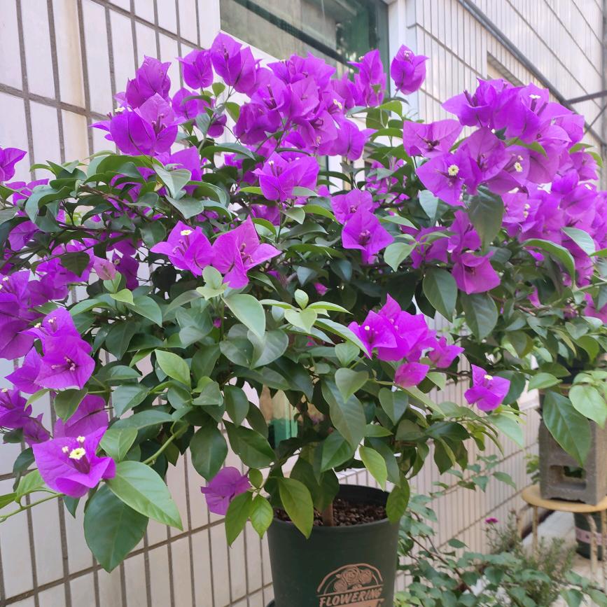 狼王
