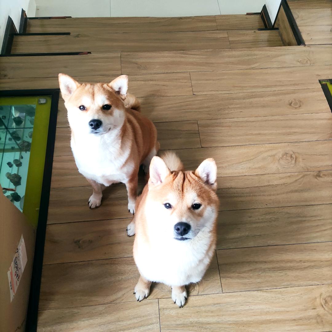 糖糖棒棒
