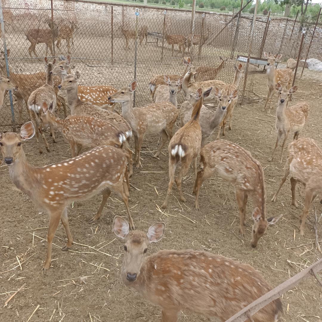 淮安梅花鹿养殖