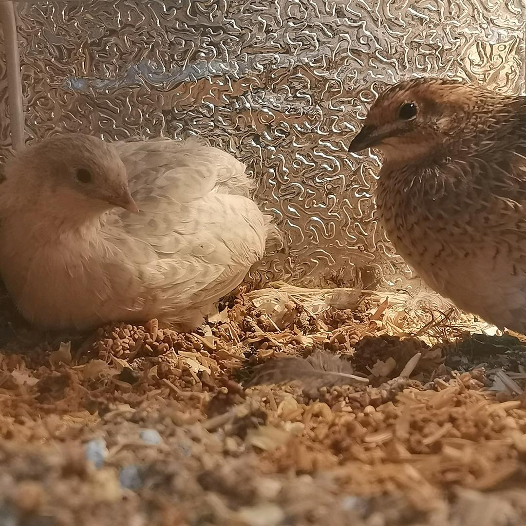 芦丁鸡 治愈你的小情绪