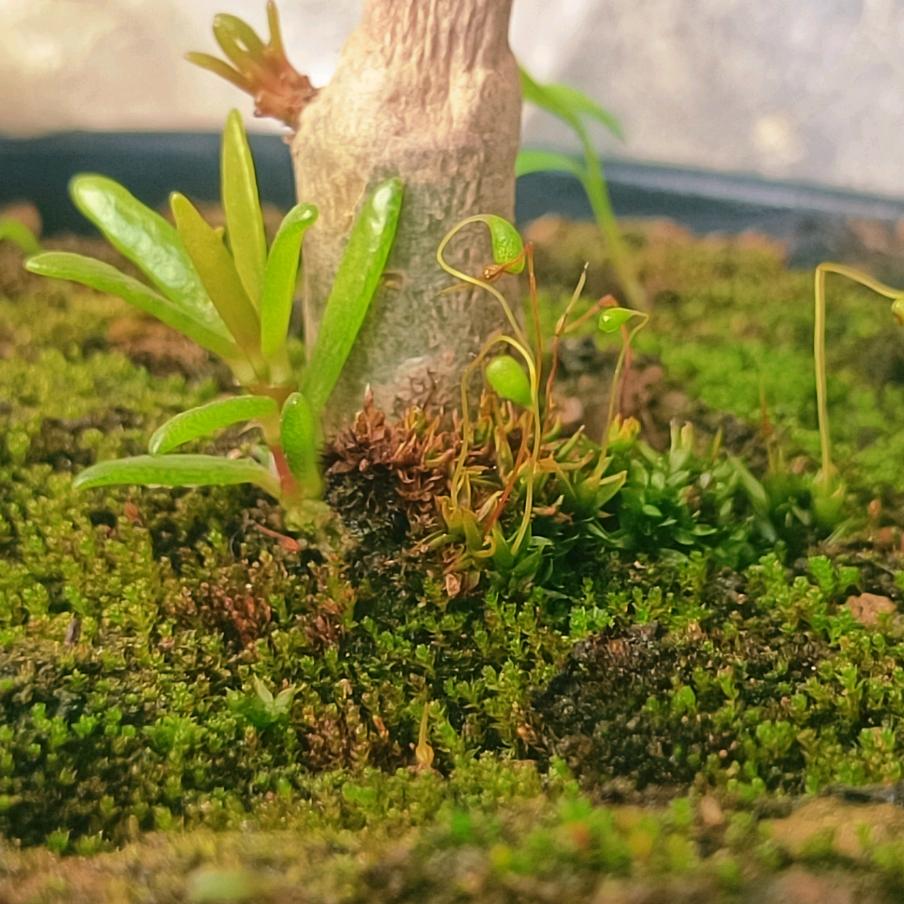 蓝色星期五