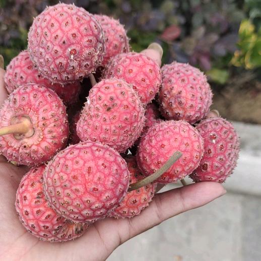 迪庆州。欢迎你来玩我家。在山卡卡