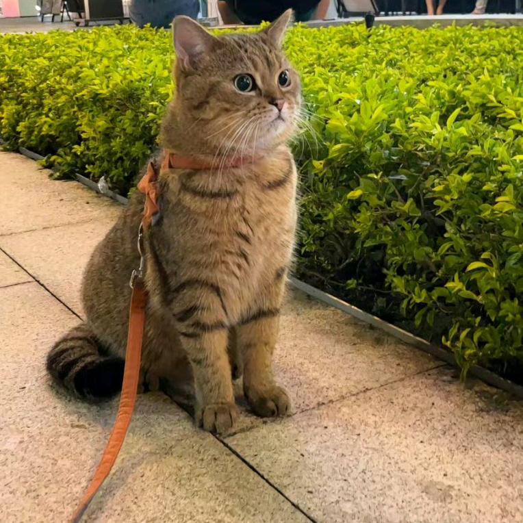 little号取名good难