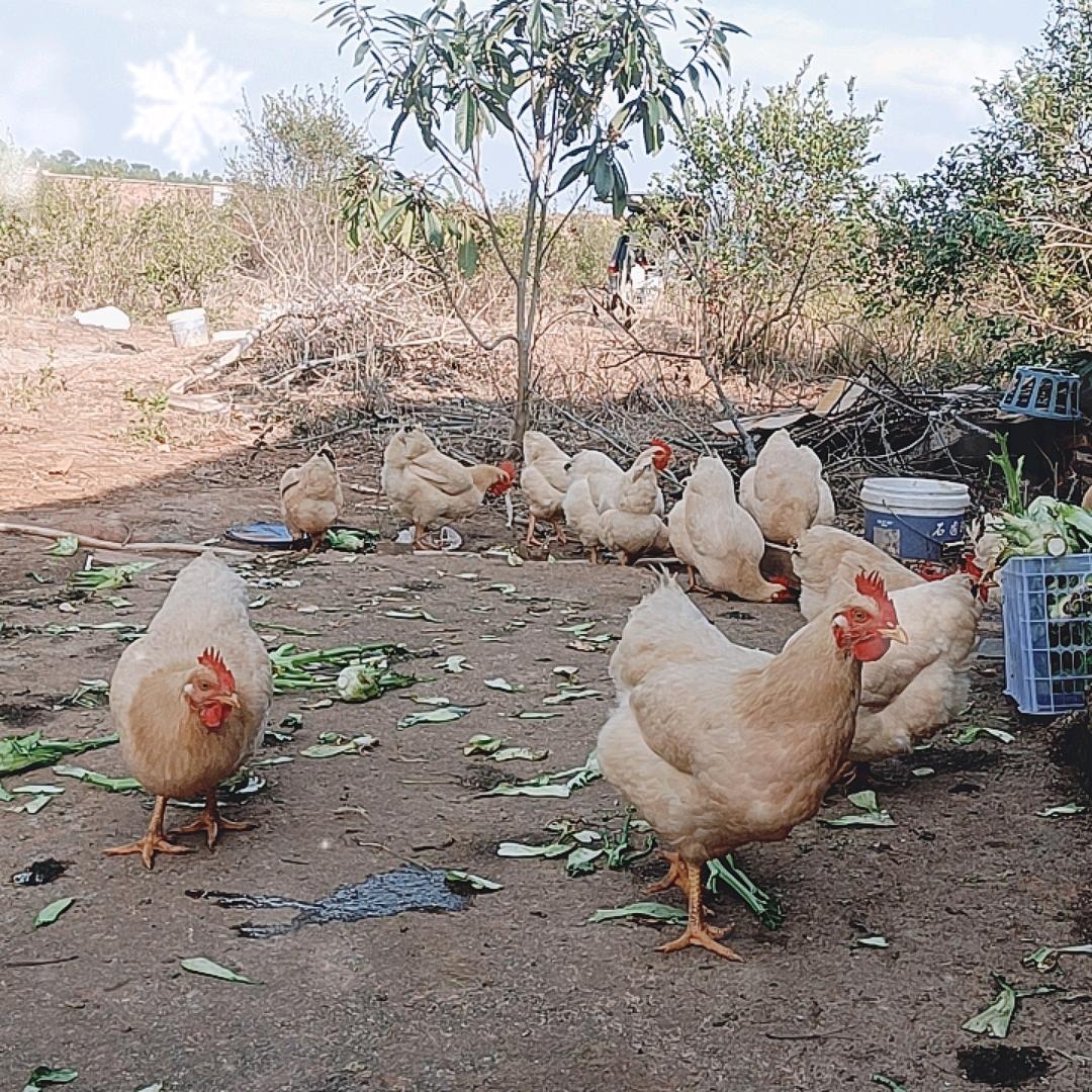 鸡鸣天下（月月姐养鸡）
