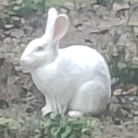 天才的坚硬油条