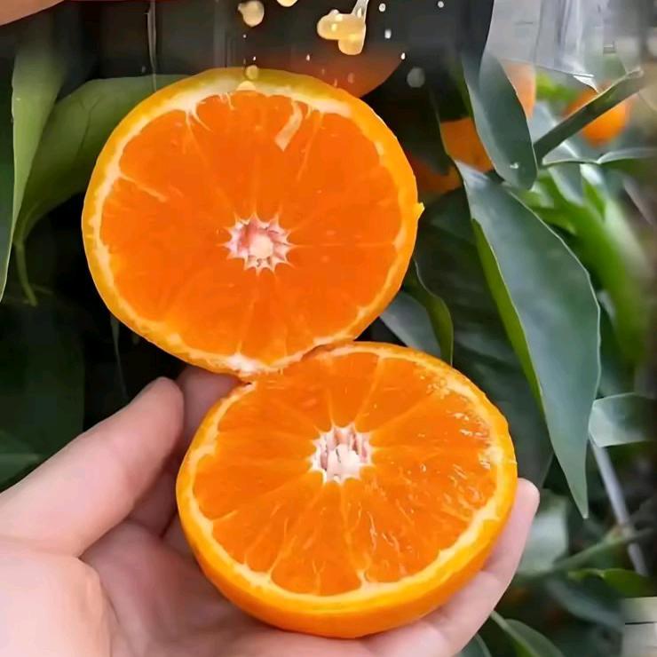 家乐园公园东街店