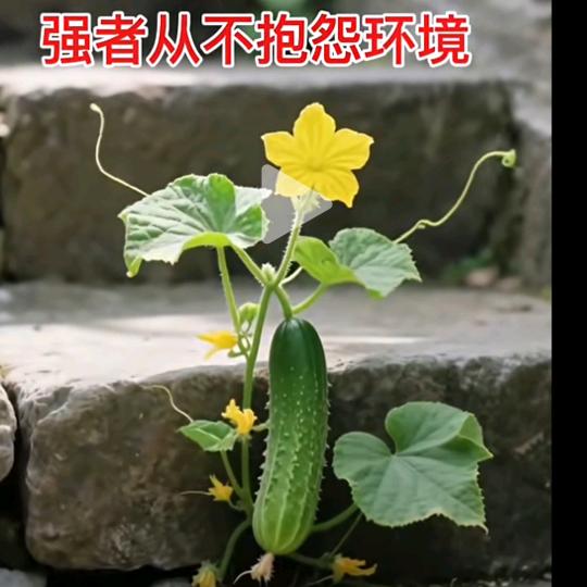 漆🌲黑🌳的🎄夜🍀