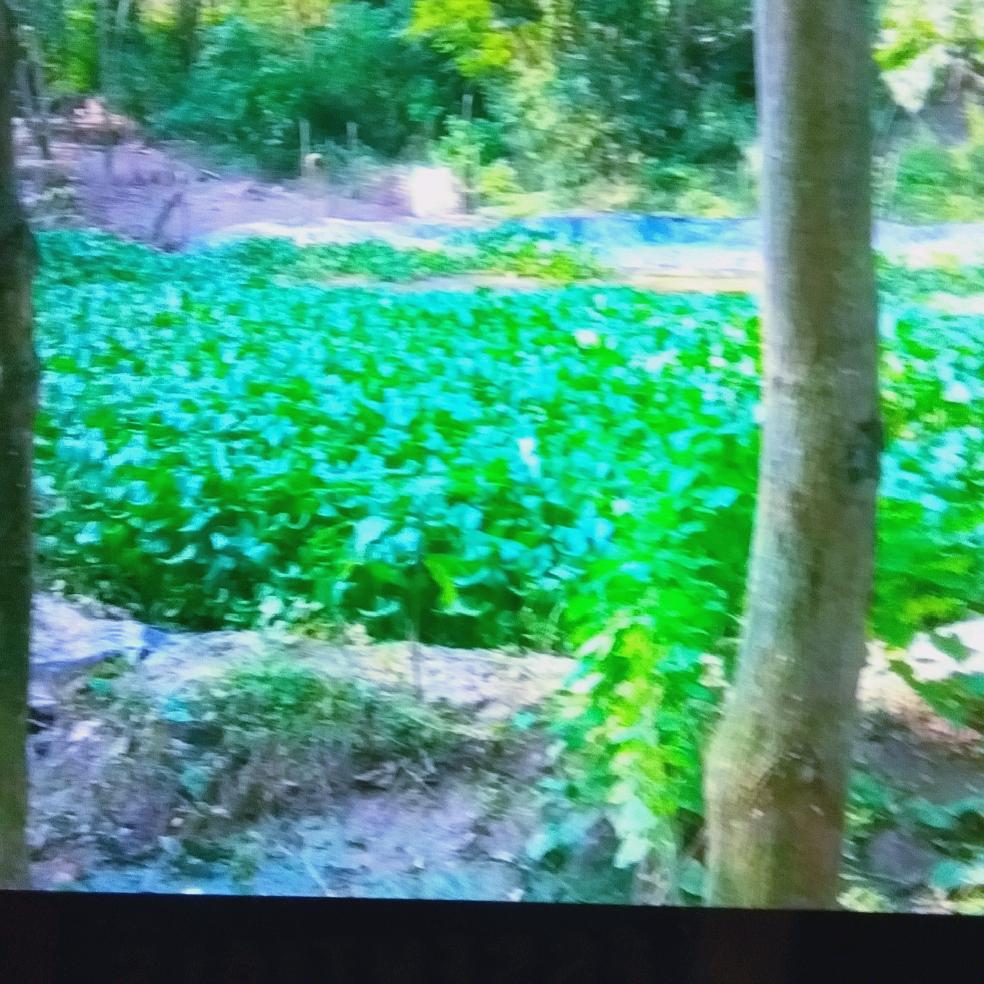 辉燕养殖