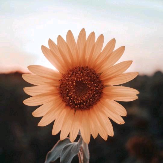 雪舞恋蝶🌻🌻🌻🌻