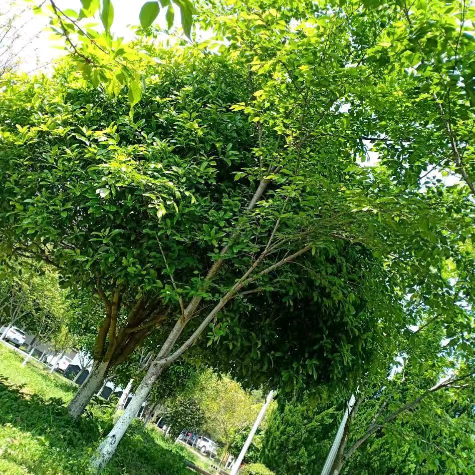 一生爱你千百回