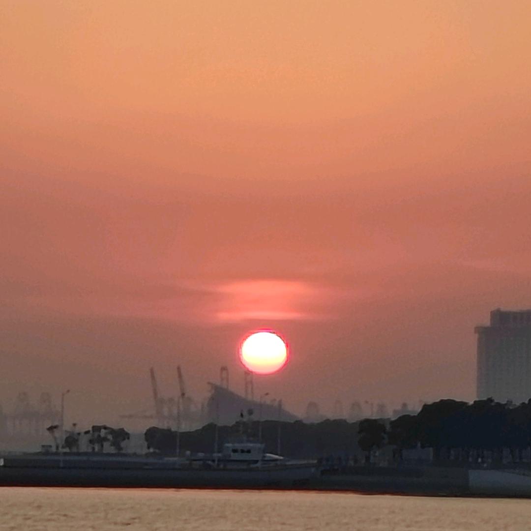 深圳东升黄鱼咨询