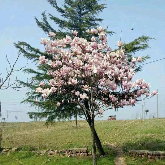 平平安安4608198864136