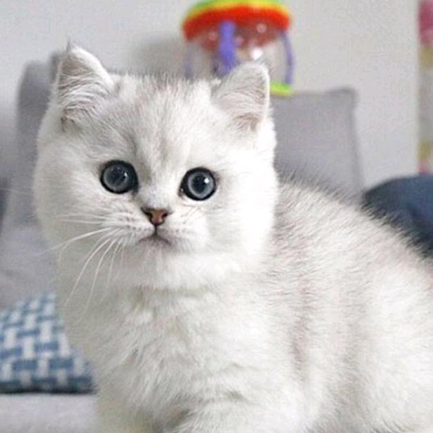 奶油是只猫