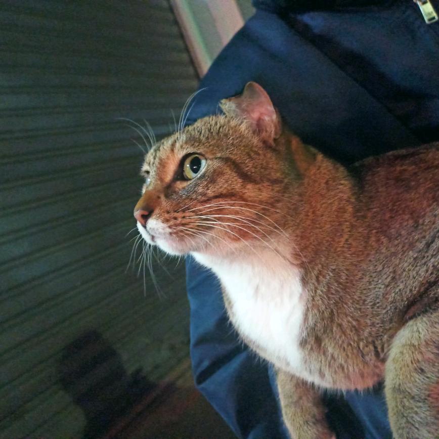 江悦