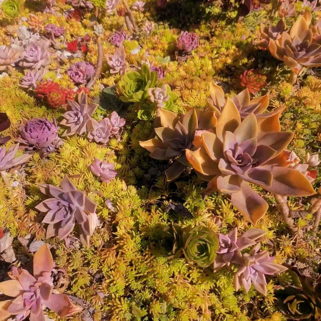 超超多肉园艺花卉苗圃