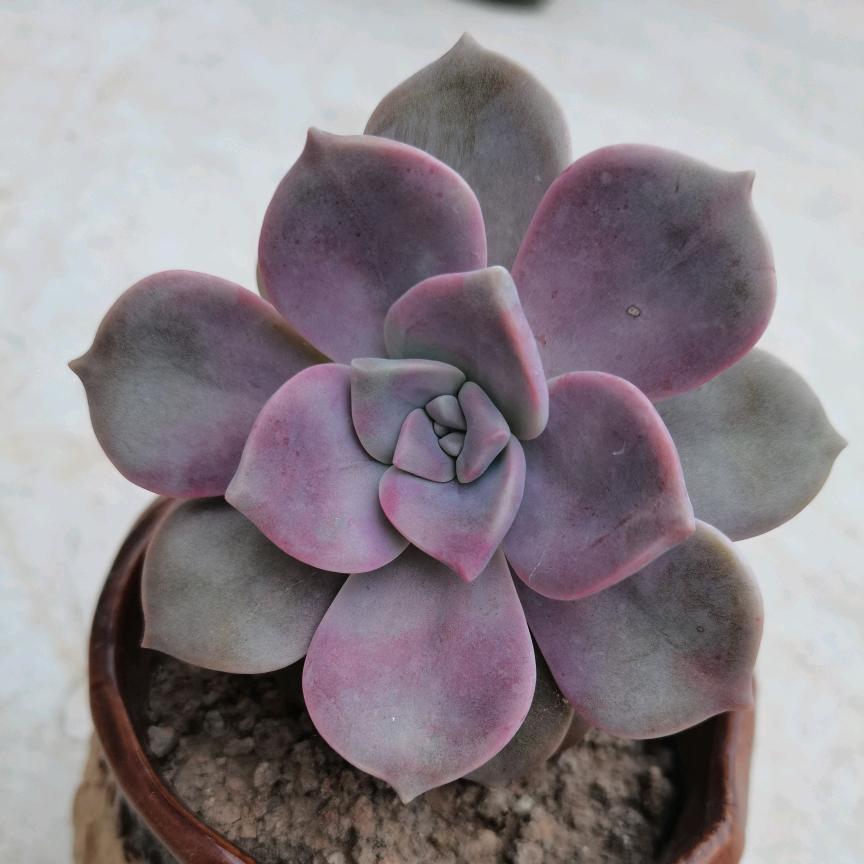 桃桃