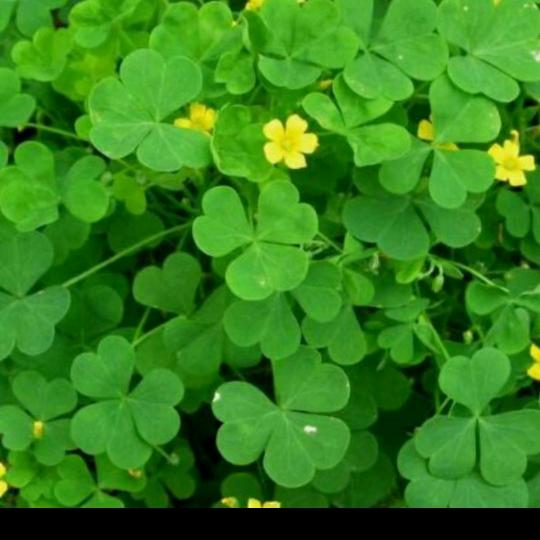 🍒正科呀、💕