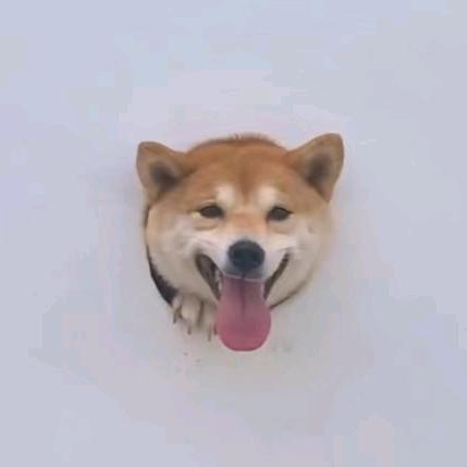 好好好