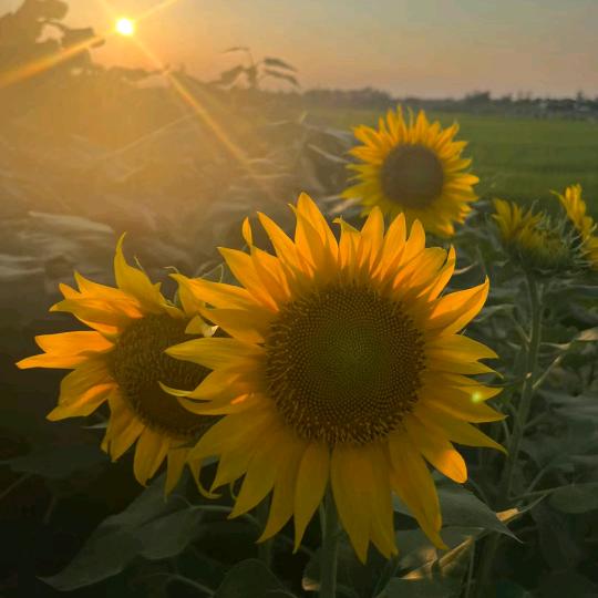 向日葵🌞