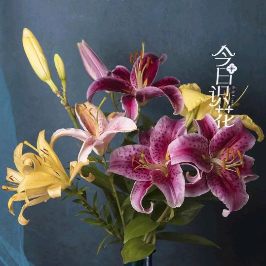 方山网红桥乡村土灶台（红）