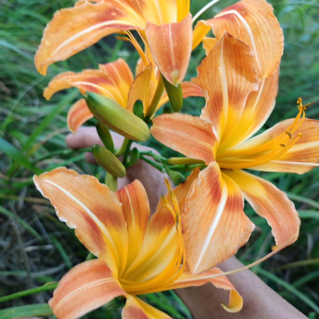 青青河边草1