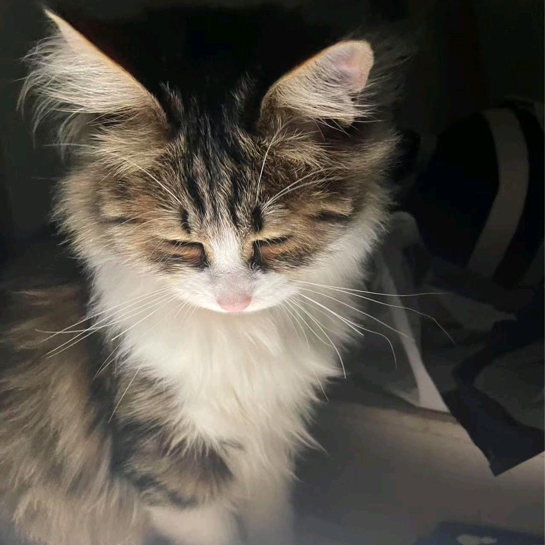 琉璃（三角洲行动）