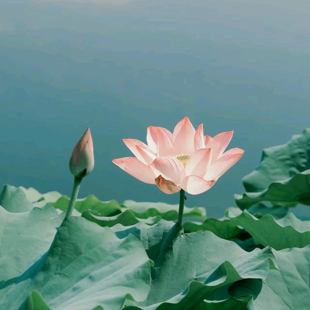 刘萍