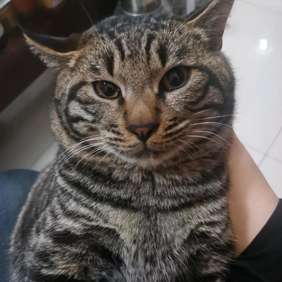 胖子哥
