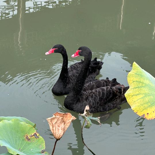 🍎小幸运陪伴我🐳