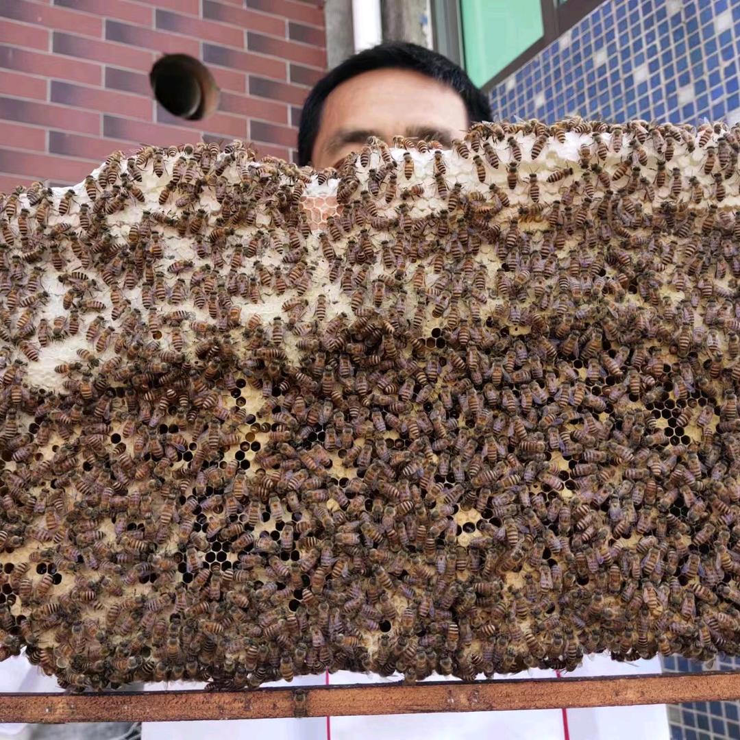 李政业余养土蜜蜂