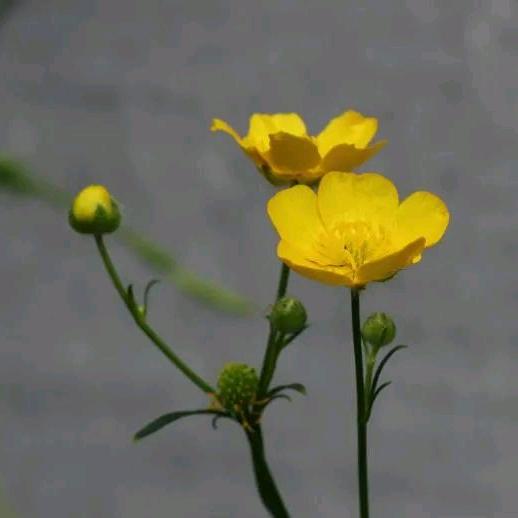 🌸落日和小霞🍄